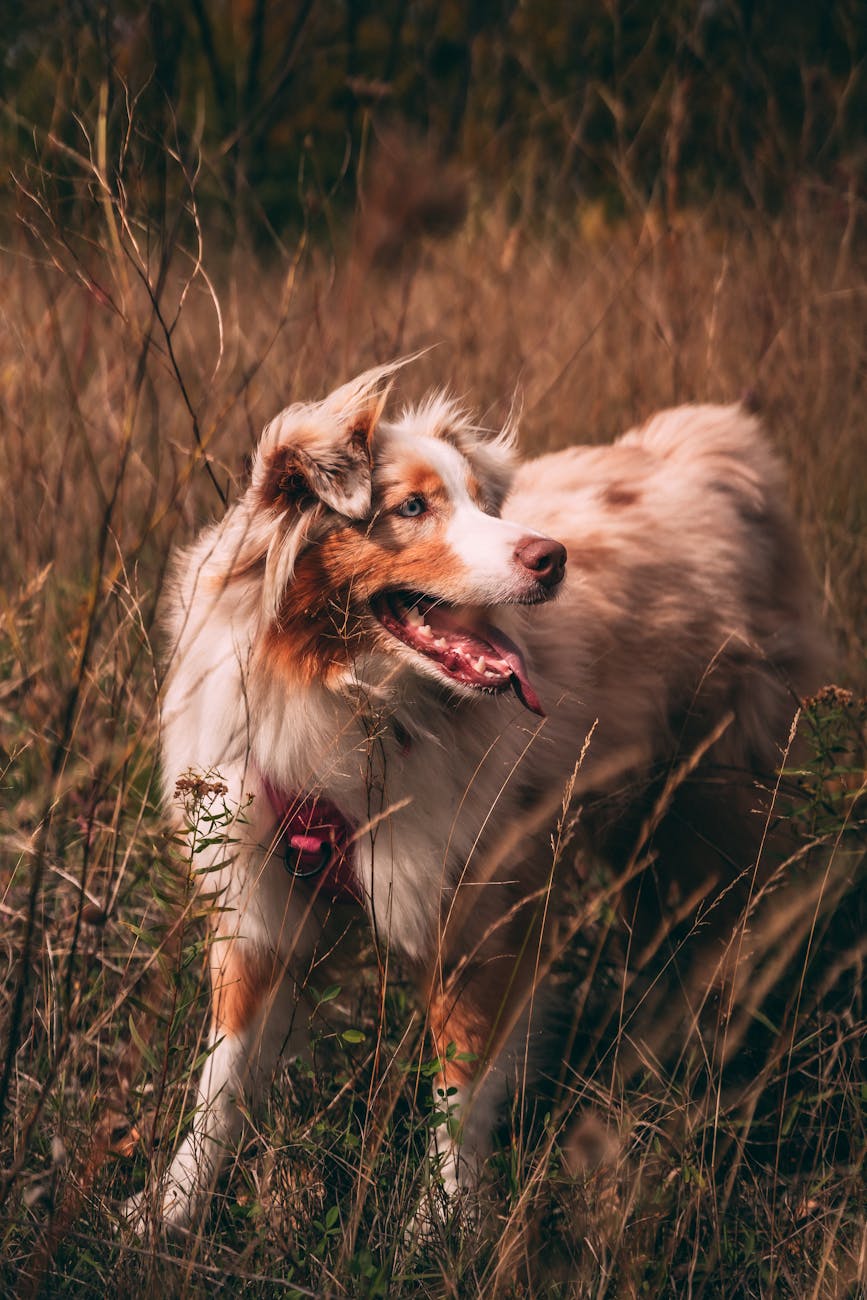 Dog in grass, looking over right shoulder. Ttype of collie, brown and white, mouth open tongue slightly hanging out. Soft light filtering in to shot.