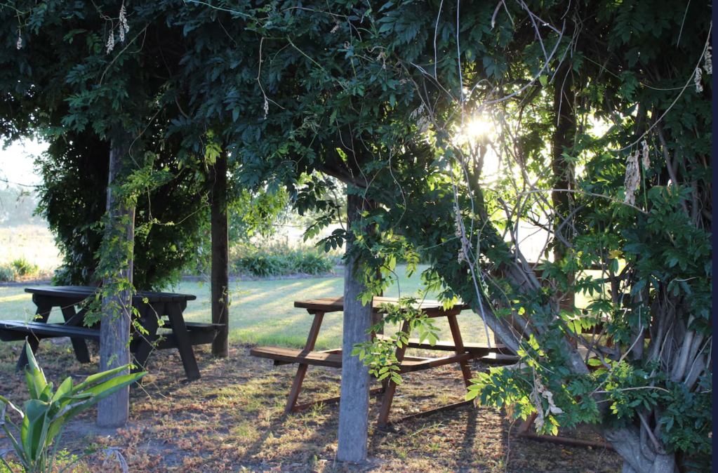 Vines frame an outdoor dining area with timber tables and benches at the read of the Cudgee at Mudgee hotel. Light filters through the vines.